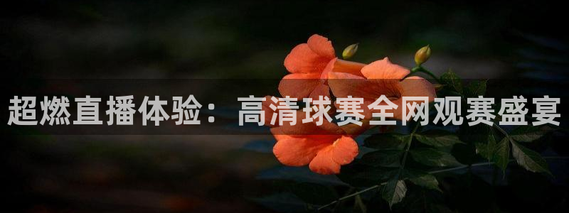 超燃直播体验：高清球赛全网观赛盛宴